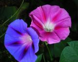 Ipomoea purpurea