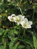 Parnassia palustris. Цветки с кормящейся мухой. Мурманская обл., п-ов Средний, м. Волоковый, побережье. 27.07.2010.