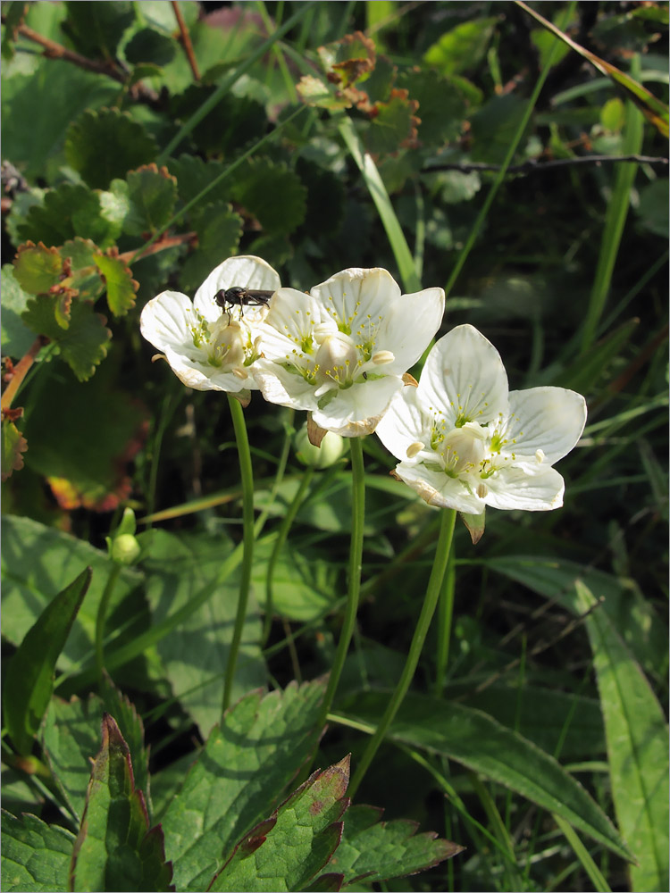 Image of Parnassia palustris specimen.