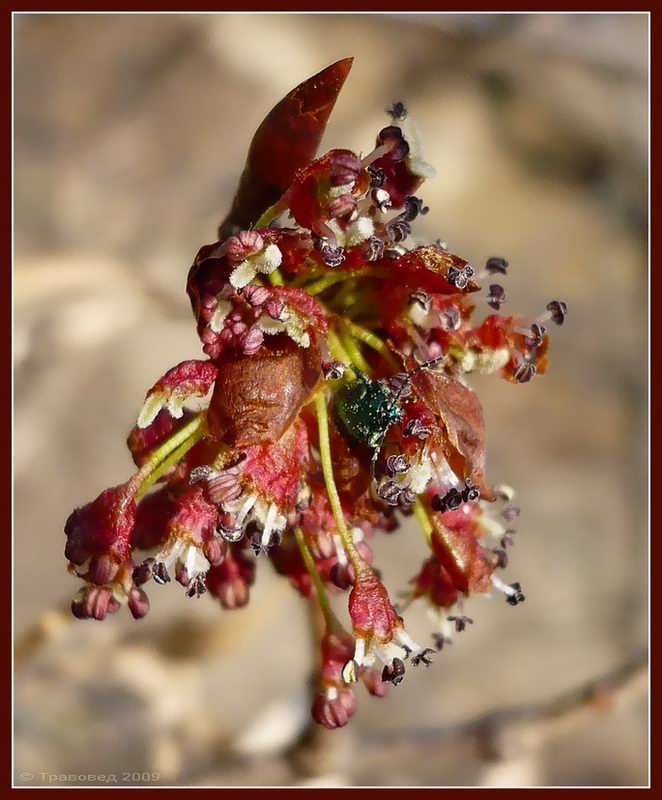 Изображение особи Ulmus laevis.