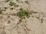 Potentilla anserina. Растение с многочисленными ползучими побегами на песчаном пляже. Коми, Княжпогостский р-н, пос. Серёгово, р. Вымь. 02.09.2012.