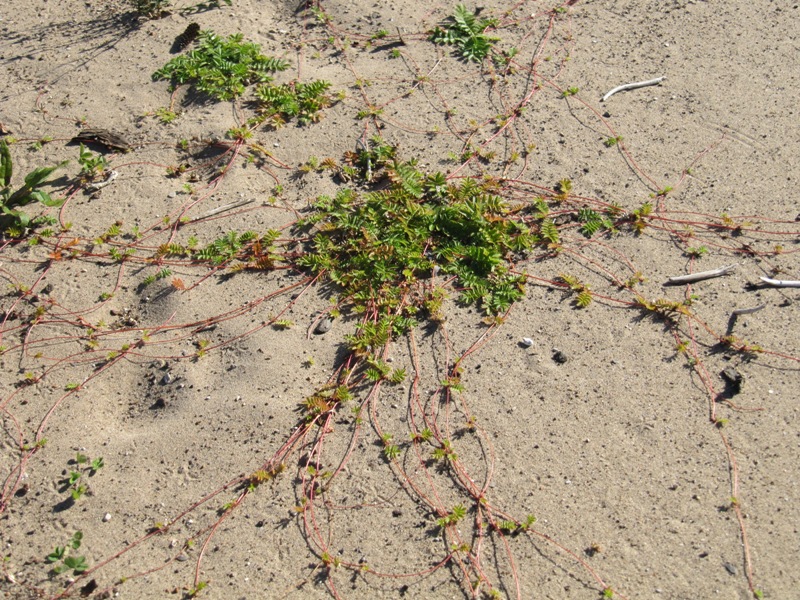 Изображение особи Potentilla anserina.