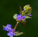 Glechoma hederacea