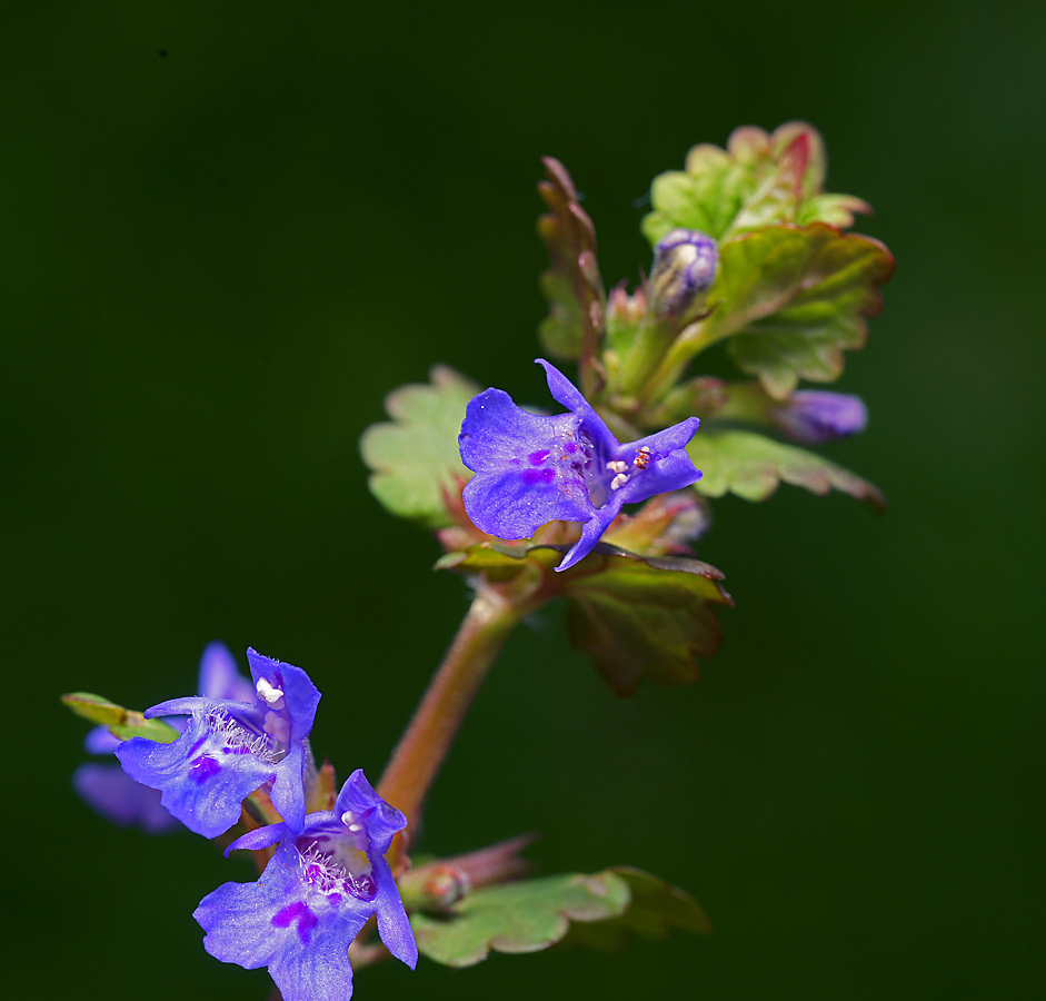 Изображение особи Glechoma hederacea.