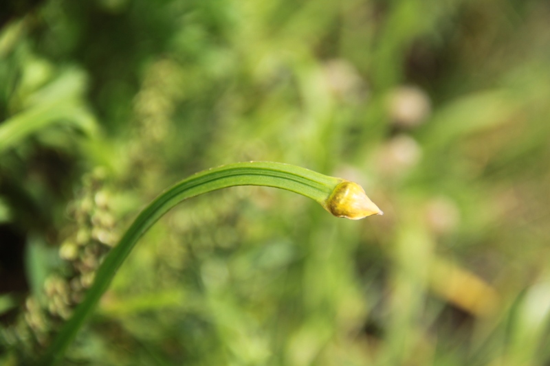 Изображение особи Allium nutans.