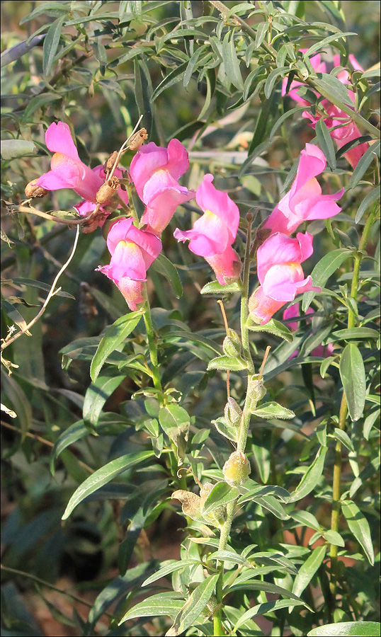 Изображение особи Antirrhinum majus.