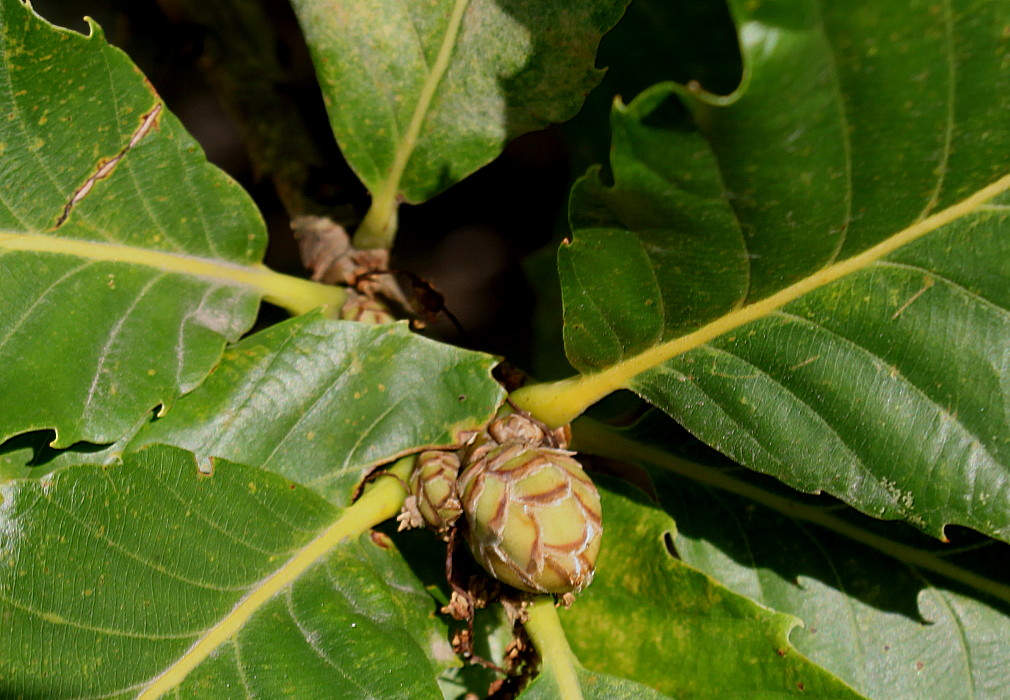 Image of Quercus pontica specimen.