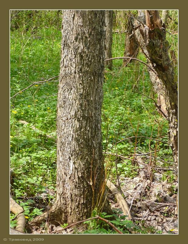 Изображение особи Ulmus laevis.