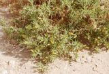 Iphiona scabra. Ветви с соцветиями. Египет, Синай, окр. Нувейбы, Цветной каньон. 20.02.2009.