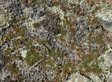 Selaginella rupestris. Растения на скале среди лишайников. Приморье, Сихотэ-Алинь, гора Абрек. 16.08.2012.