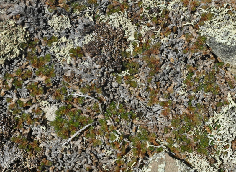 Image of Selaginella rupestris specimen.