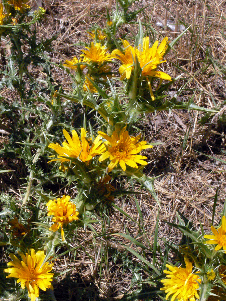 Изображение особи Scolymus hispanicus.