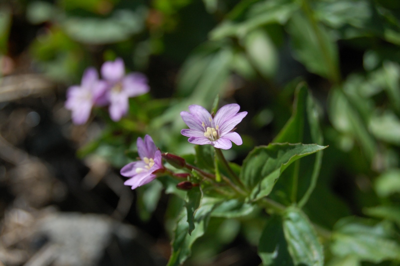 Изображение особи род Epilobium.