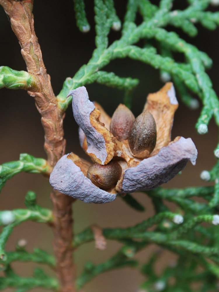 Изображение особи Platycladus orientalis.