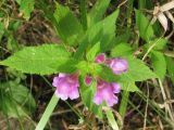 Galeopsis pubescens. Верхушка цветущего растения. Украина, Хмельницкая обл., Красиловский р-н, с. Терешки. 05.08.2010.