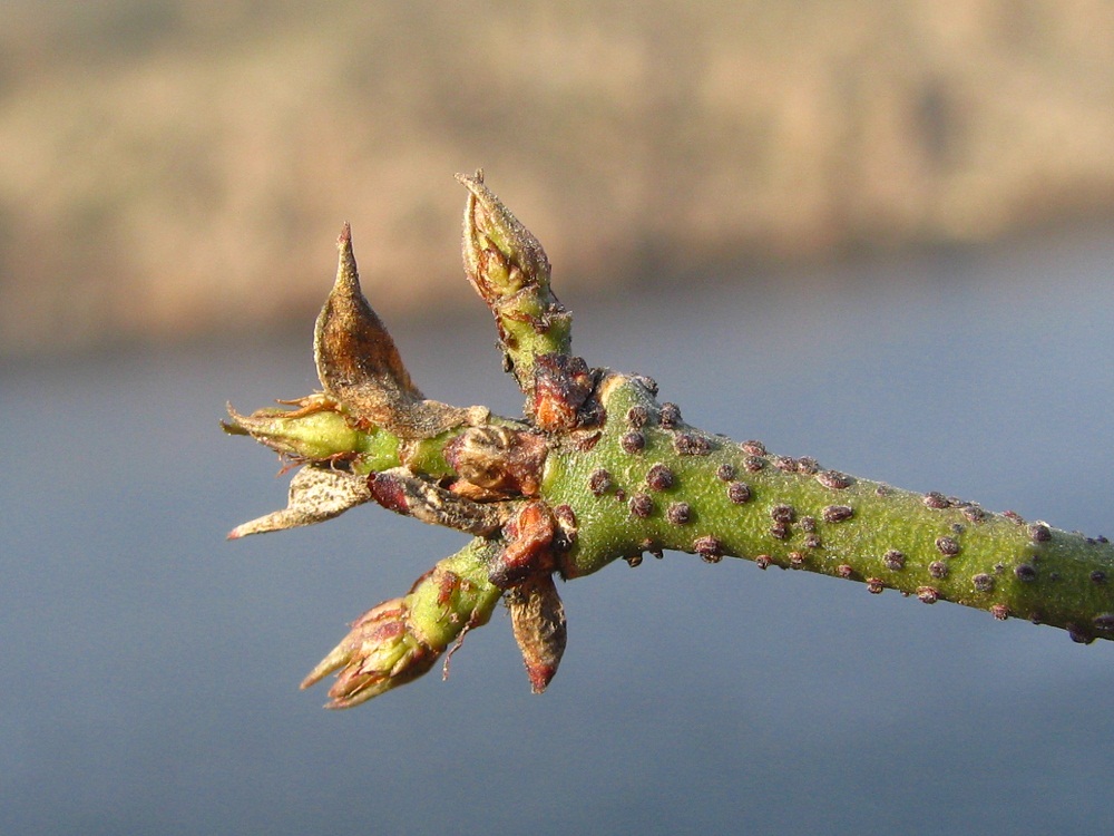 Изображение особи Euonymus verrucosus.