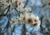 Amygdalus communis. Верхушка ветви с цветками. Южный берег Крыма, г. Ялта. 7 марта 2013 г.