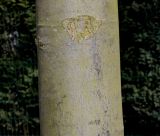 Tilia tomentosa. Средняя часть ствола семилетнего дерева. Германия, г. Кемпен, в школьном дворе. 27.03.2013.