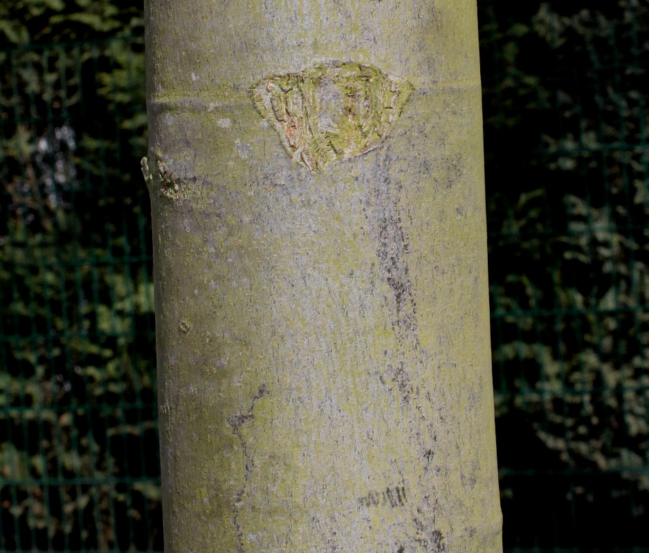Изображение особи Tilia tomentosa.
