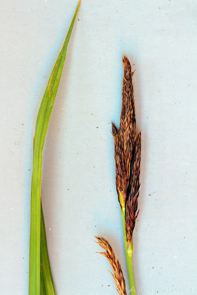 Image of Carex &times; toezensis specimen.