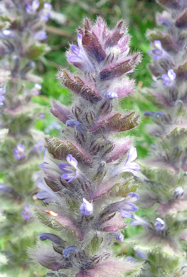 Image of Ajuga orientalis specimen.