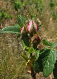 Rosa marginata