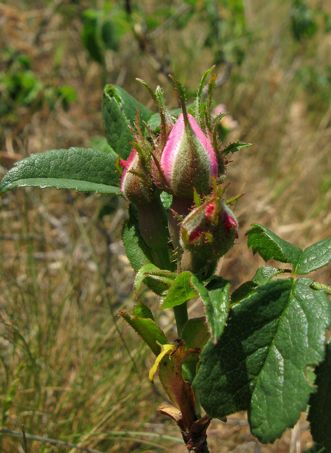 Изображение особи Rosa marginata.