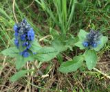 Ajuga genevensis