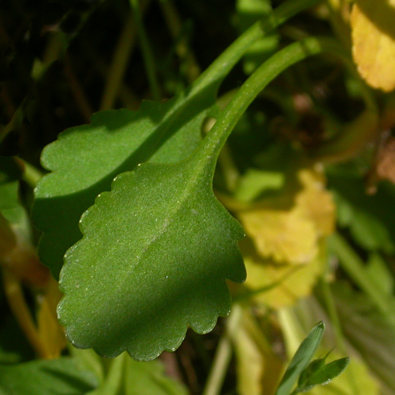 Изображение особи род Leucanthemum.
