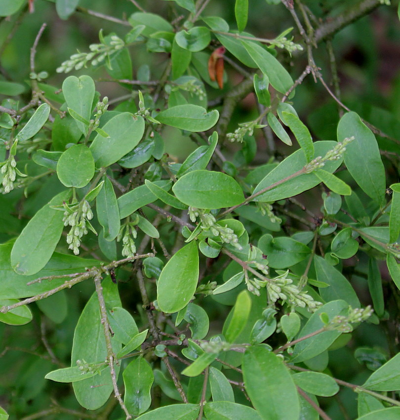 Изображение особи Ligustrum obtusifolium var. regelianum.
