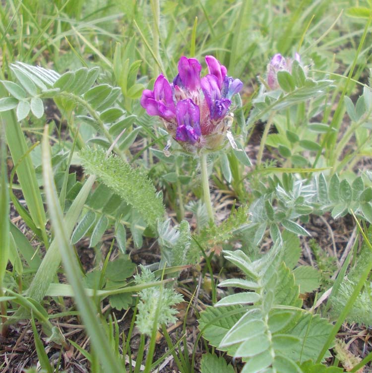 Image of Oxytropis strobilacea specimen.