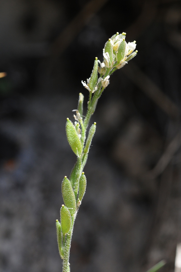 Image of Draba cana specimen.