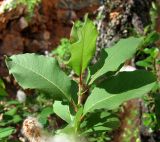 Salix hastata