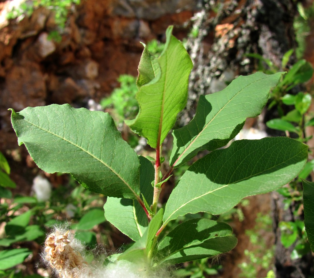 Изображение особи Salix hastata.