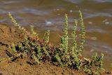 Rumex halacsyi. Плодоносящее растение. Крым, Керченский п-ов, окр. пос. Приморский. 7 июля 2013 г.