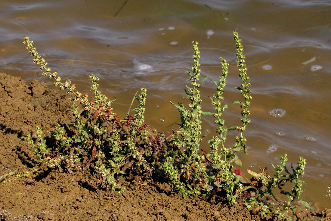 Image of Rumex halacsyi specimen.