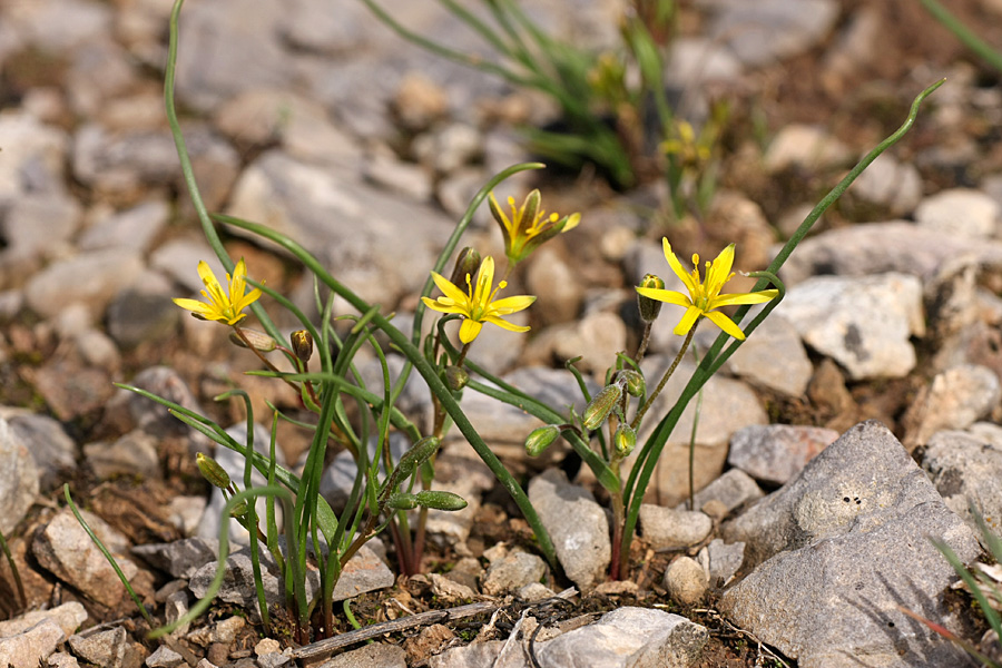 Image of genus Gagea specimen.