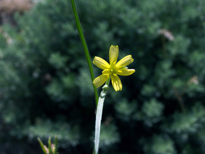 Изображение особи Koelpinia linearis.