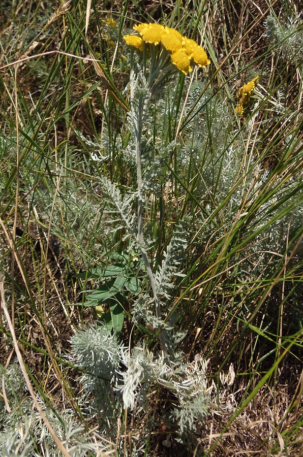 Изображение особи Tanacetum millefolium.