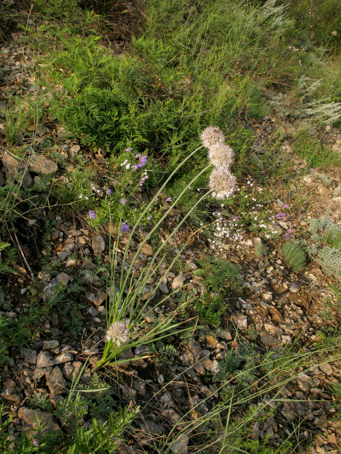 Изображение особи Allium monachorum.