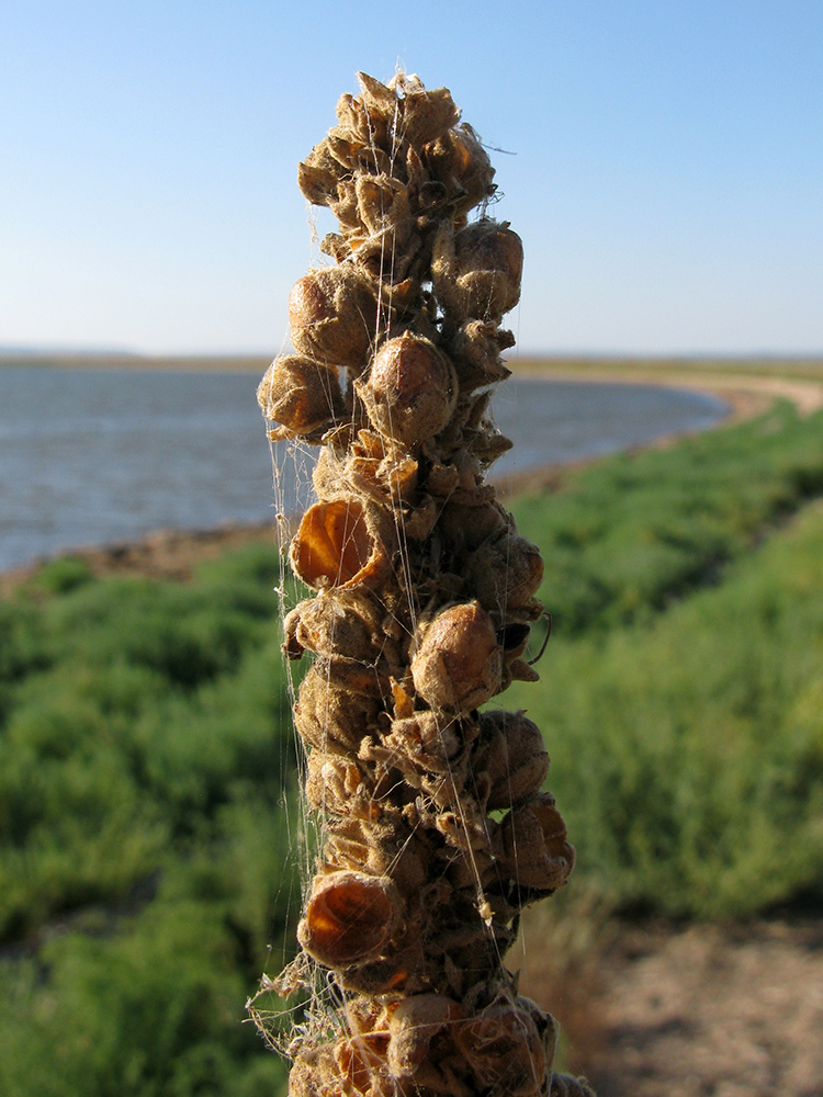 Изображение особи Verbascum densiflorum.