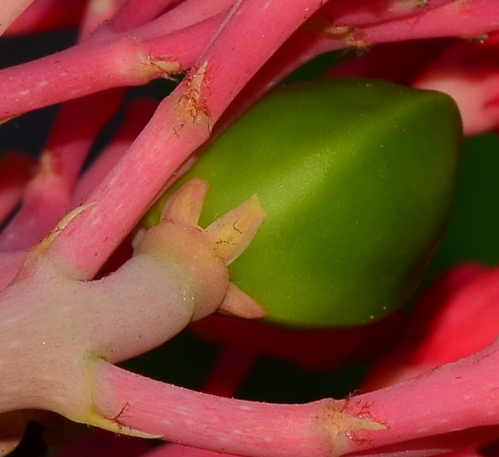 Image of Jatropha multifida specimen.