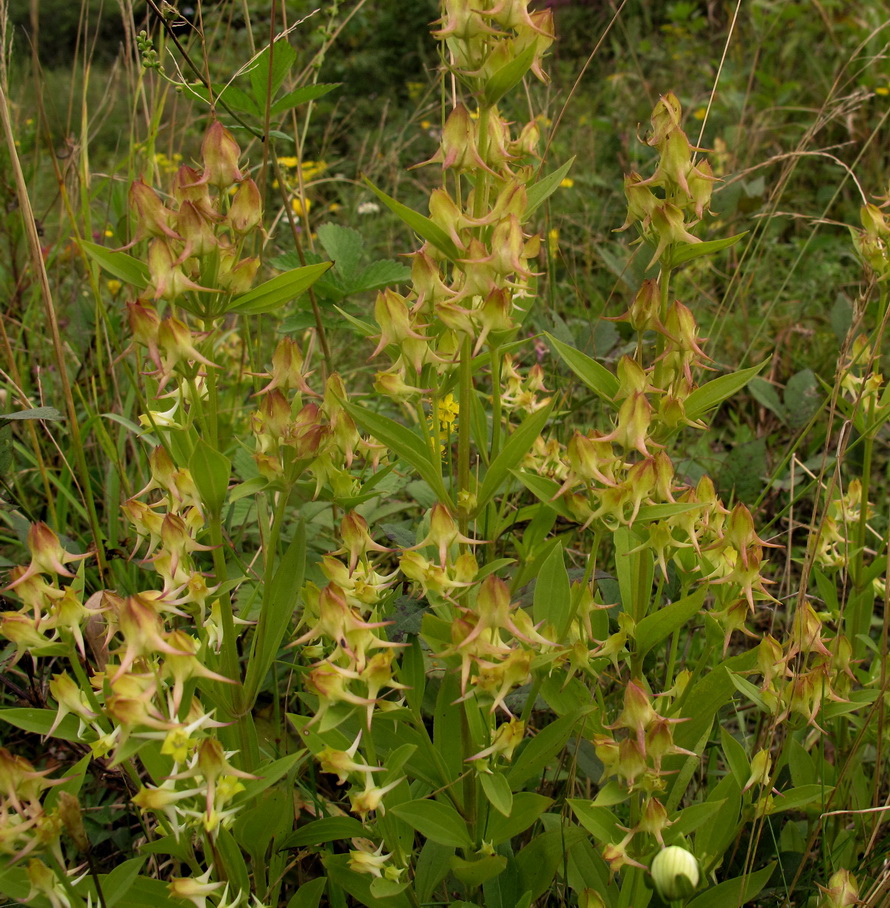 Изображение особи Halenia corniculata.