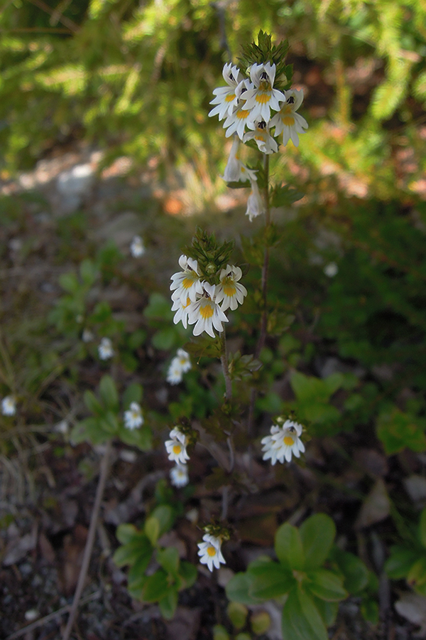 Изображение особи род Euphrasia.