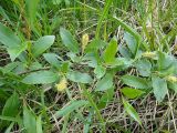 Salix pseudopentandra