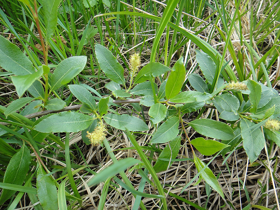 Изображение особи Salix pseudopentandra.