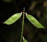 Vicia cracca. Плоды. Московская обл., Раменский р-н, окр. ж.-д. платформы Хрипань, просека под ЛЭП. 25.07.2013.