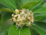 Cyrtophyllum fragrans. Соцветие. Таиланд, остров Пханган. 22.06.2013.