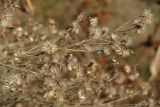 Symphyotrichum subulatum var. squamatum