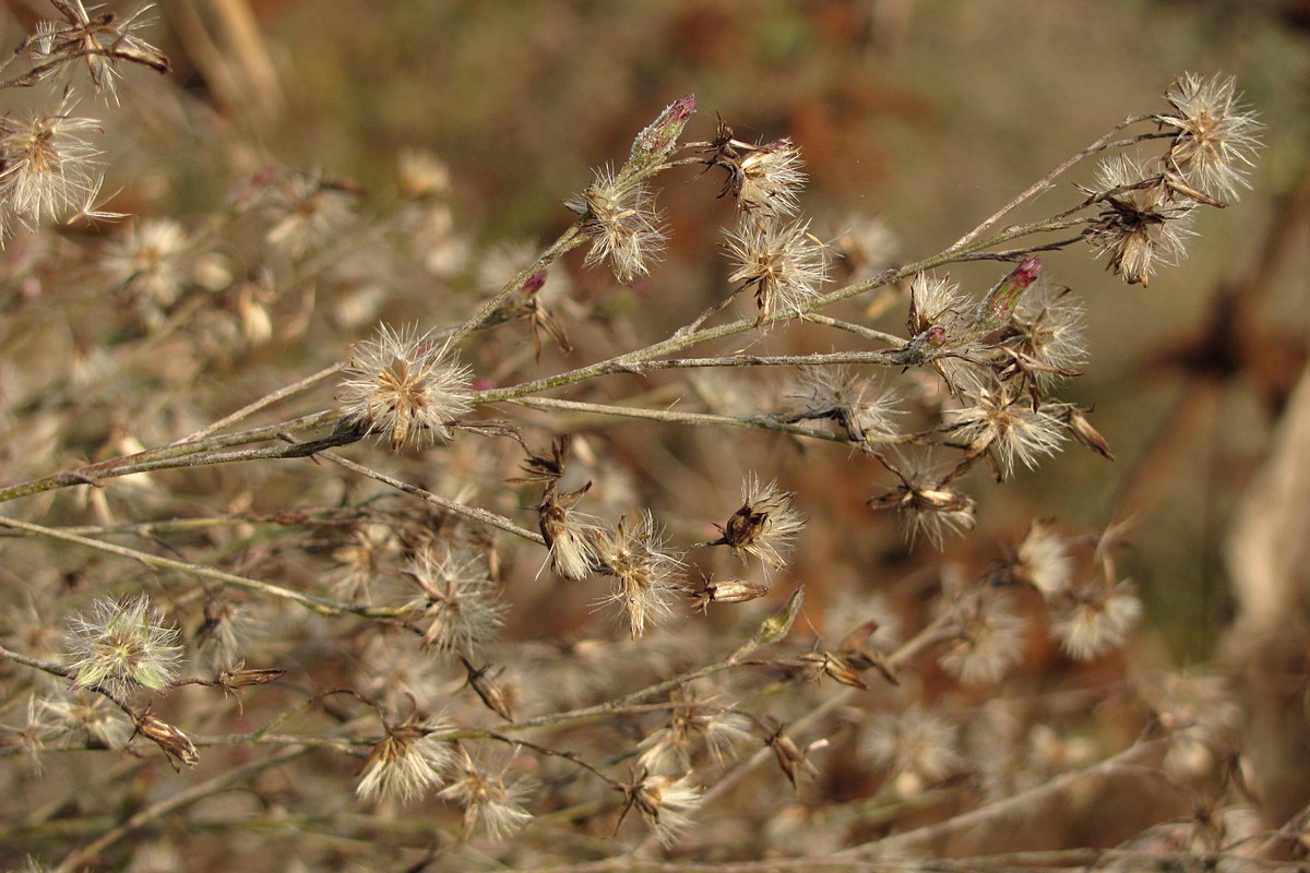 Image of Symphyotrichum subulatum var. squamatum specimen.